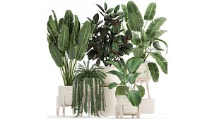 3D Houseplants in a white rattan basket for the interior 913