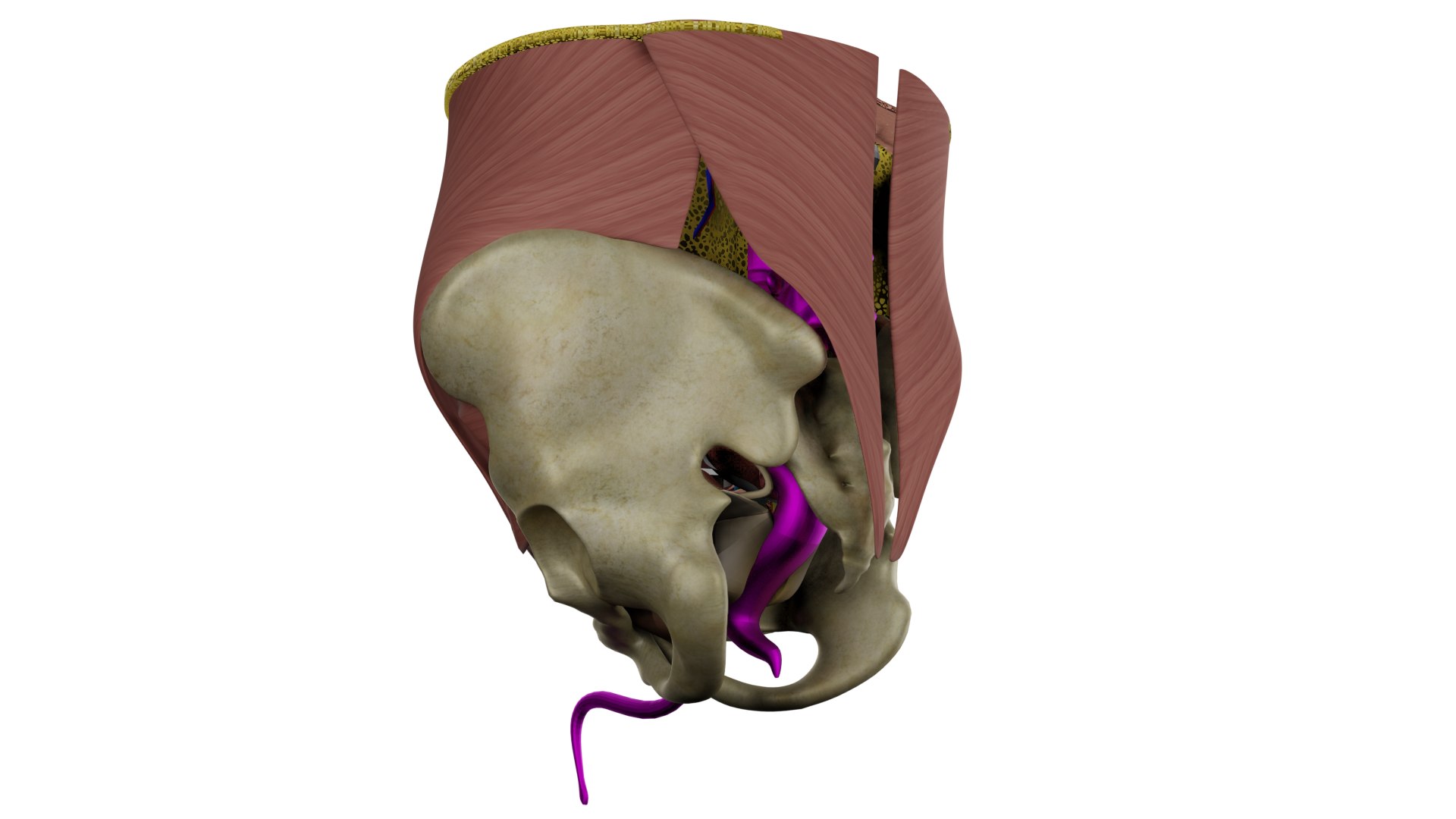 Pelvis and Perineum 3D model https://p.turbosquid.com/ts-thumb/g2/7Y3AmT/8N/7/png/1664387298/1920x1080/fit_q87/ace497043cf0a00cb8ae559137afde173e96a674/7.jpg