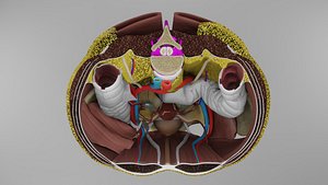 Pelvis and Perineum 3D model