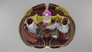 Pelvis and Perineum