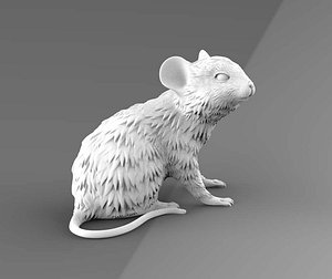 rat mouse rodent 3D model