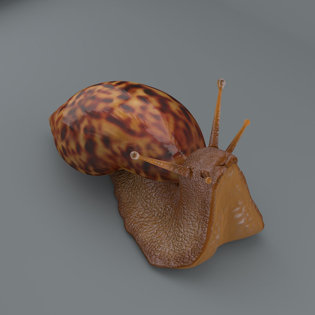 Snail 3d Obj