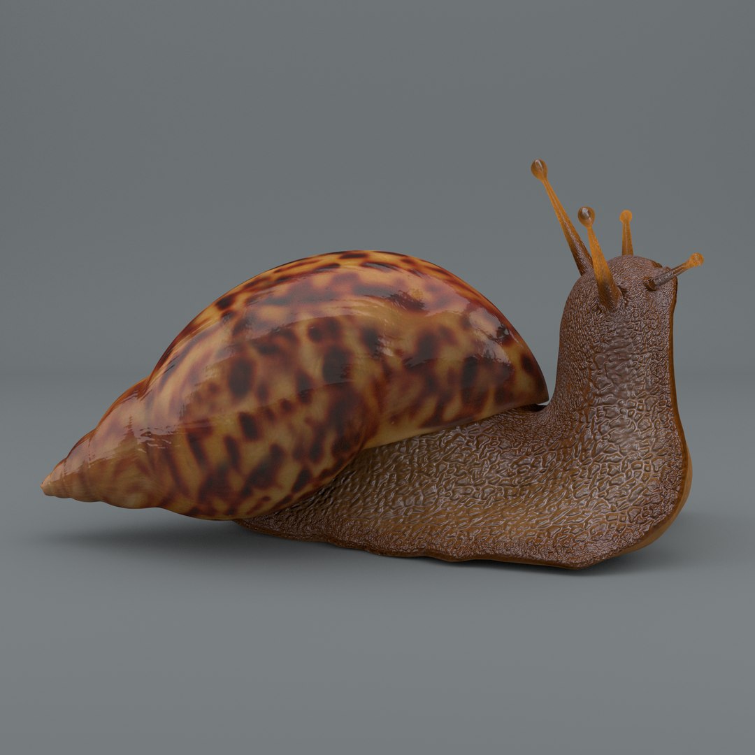 Snail 3d Obj
