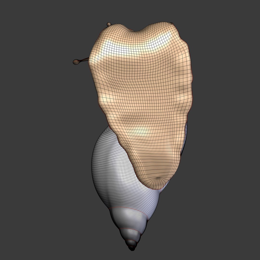 snail 3d obj