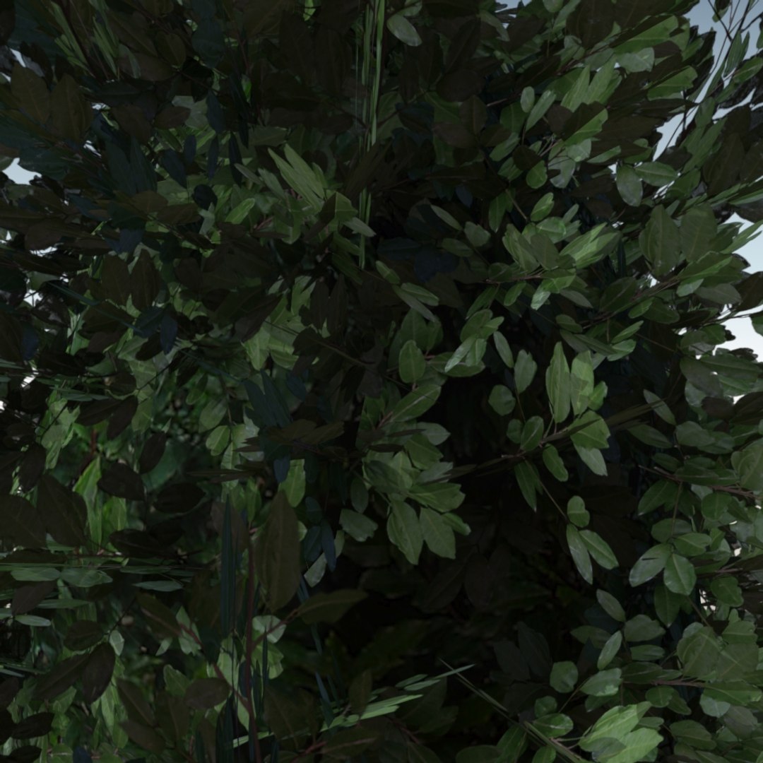 3d optimized laurel https://p.turbosquid.com/ts-thumb/g2/Bne8E1/1ywQfAS3/laurel_perspective02/jpg/1408035489/1920x1080/fit_q87/8a68a481fb5b1e236057b561a983d9c881a59329/laurel_perspective02.jpg