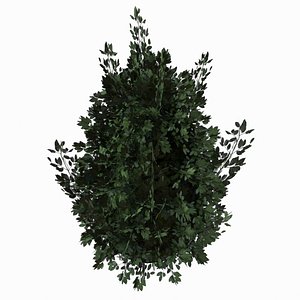 Laurel