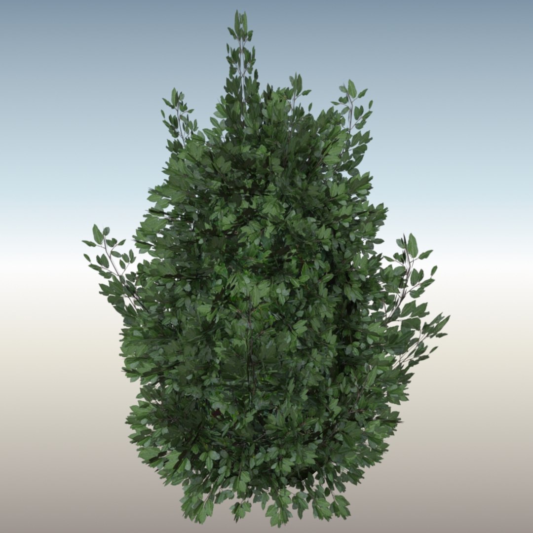 3d optimized laurel https://p.turbosquid.com/ts-thumb/g2/Bne8E1/RxIZD4B6/laurel_perspective01/jpg/1408035489/1920x1080/fit_q87/32eba419281af397250101be67579798b2686146/laurel_perspective01.jpg