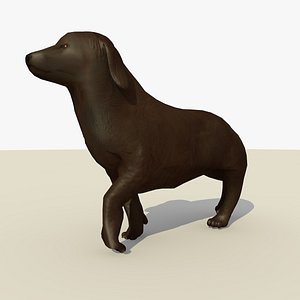 chocolate retriever dog animations 3d c4d