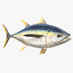 Yellowfin Tuna Fish 3D