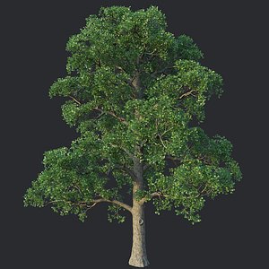 White Oak