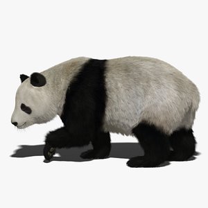 Giant Panda Fur Rigged