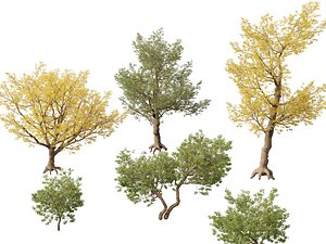 Populus fremontii - Fremont cottonwood