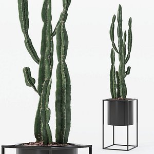 Euphorbia candelabrum in modern flower pot 3D model