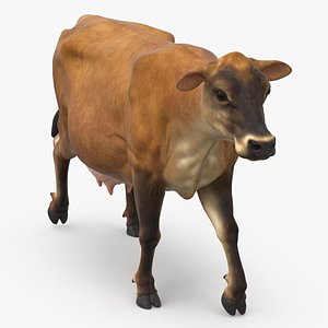 Jersey Heifer Brown Walking