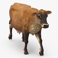 Jersey Heifer Brown Walking