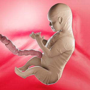 3D Fetus