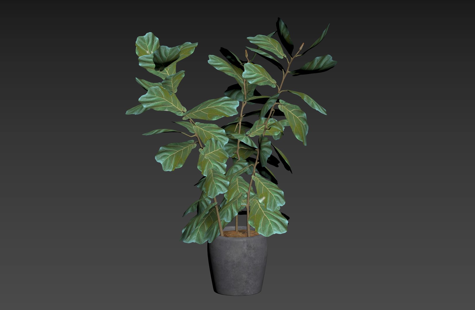 3D Pot plant ficus model - TurboSquid 2053010