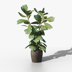 3D Pot plant ficus model