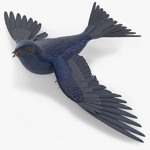 Purple Martin Bird Rigged for Cinema 4D model