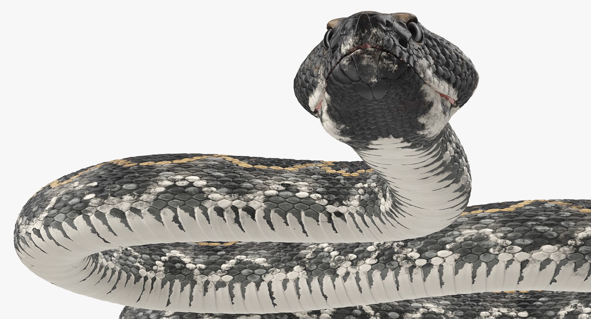 3D dark rattlesnake crawling pose - TurboSquid 1398398