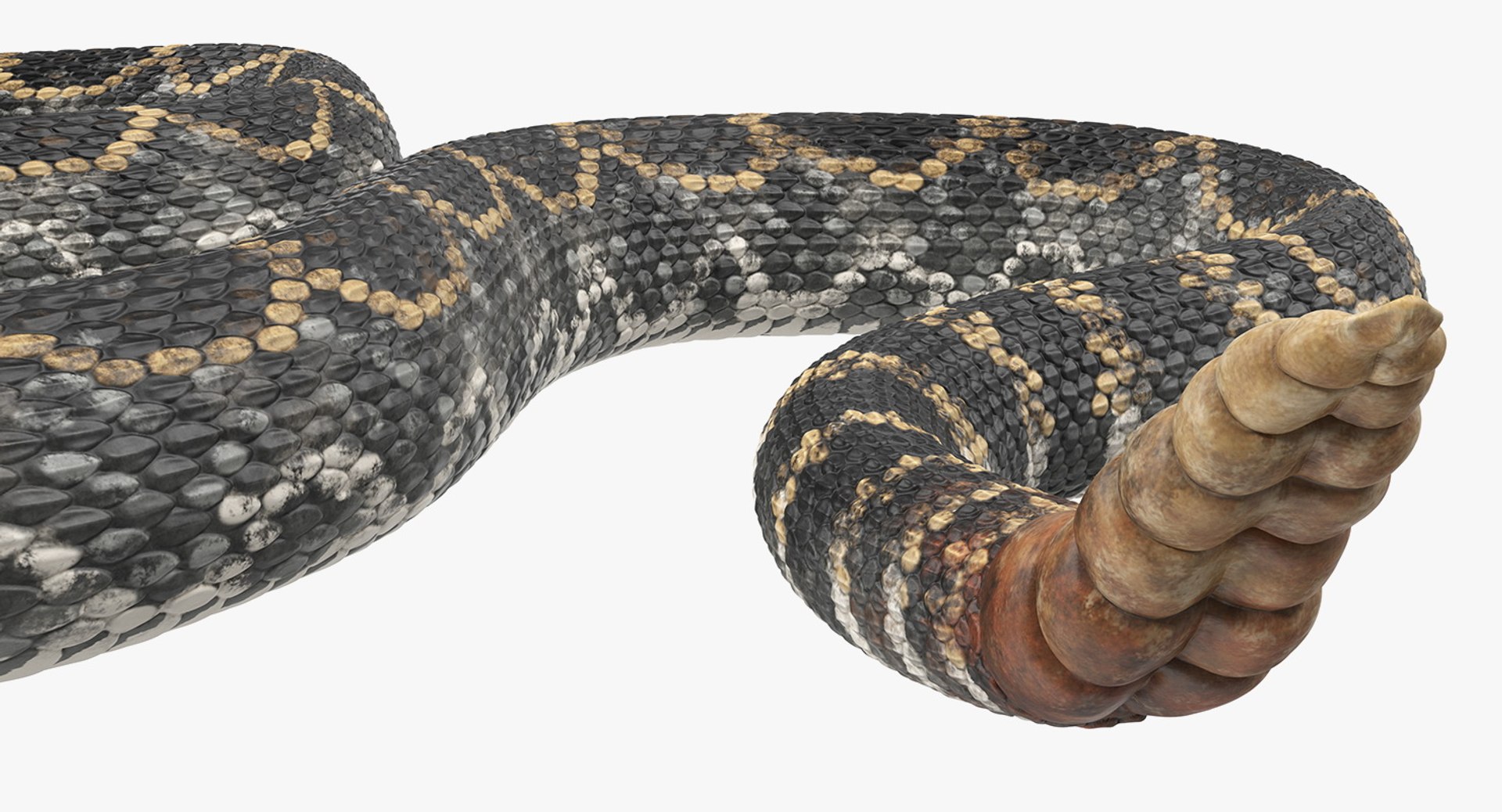 3D dark rattlesnake crawling pose - TurboSquid 1398398