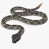 Dark Rattlesnake Crawling Pose