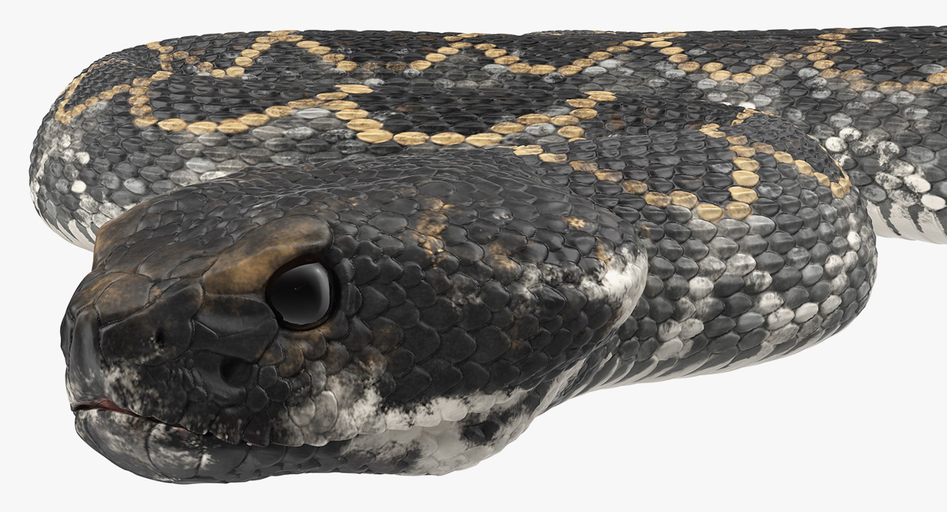 3D dark rattlesnake crawling pose - TurboSquid 1398398