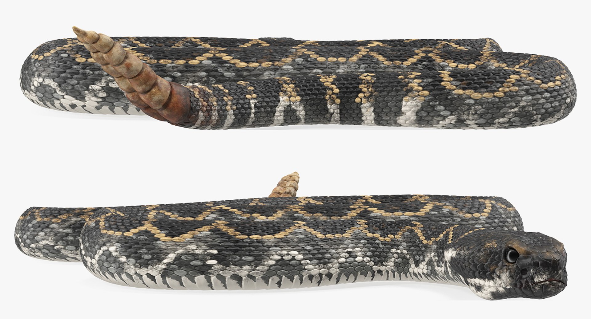 3D Dark Rattlesnake Crawling Pose - TurboSquid 1398398