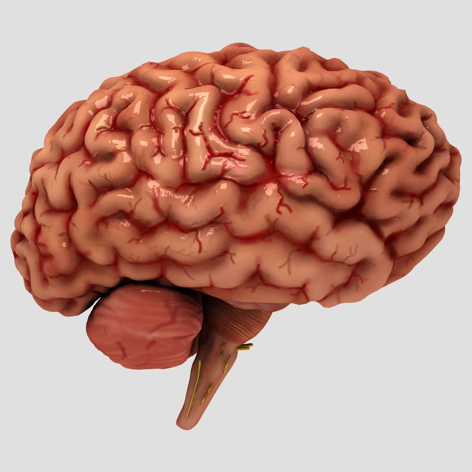 Max brain medical nerves