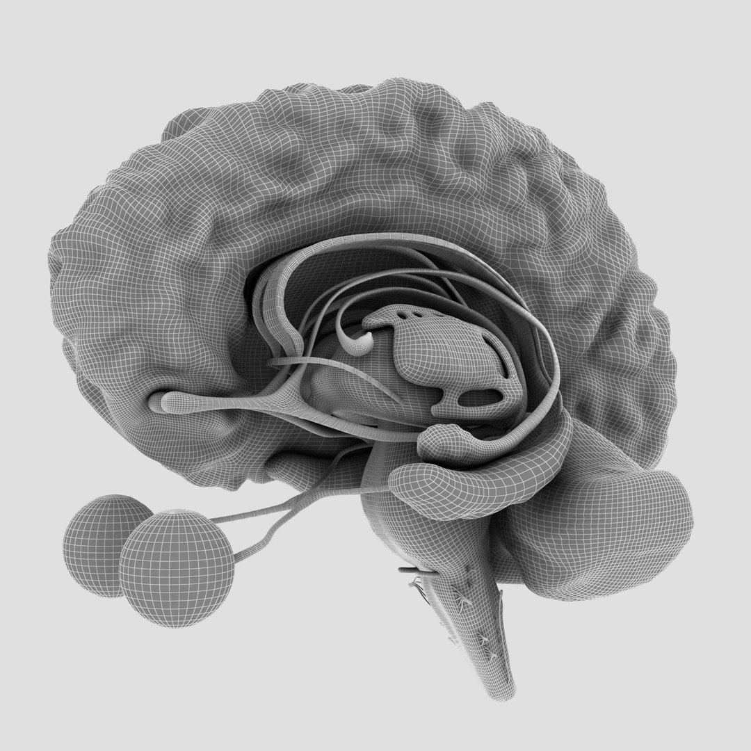 Max Brain Medical Nerves