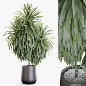 Plants collection 1177 3D model
