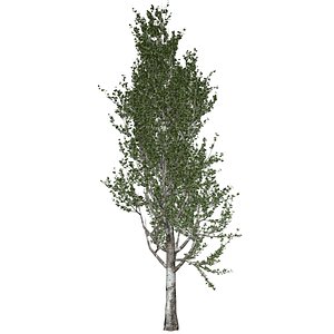 Lombardy Poplar Tree - 03 - 3D model