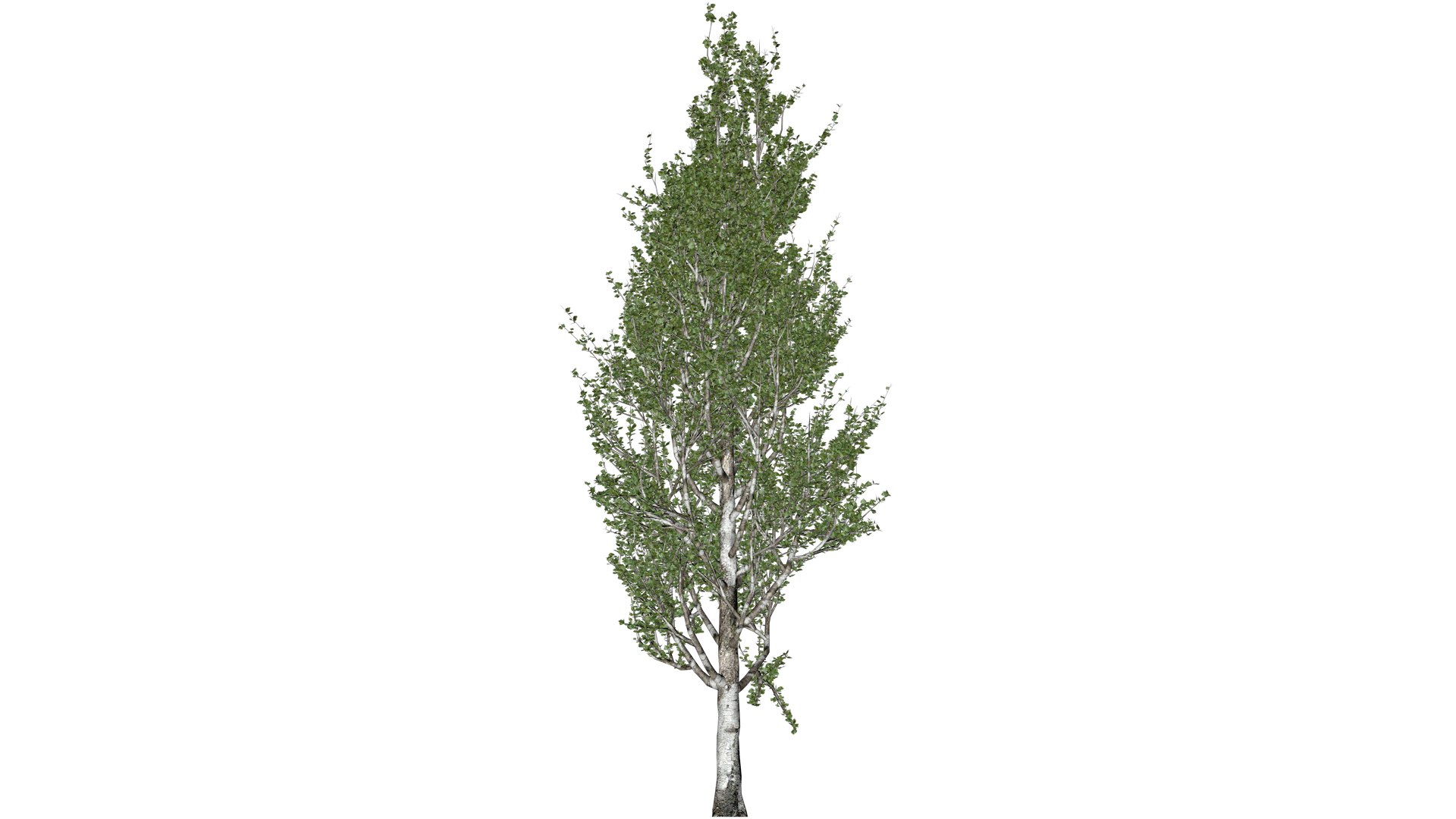 Lombardy Poplar Tree - 03 - 3D Model - TurboSquid 2376999