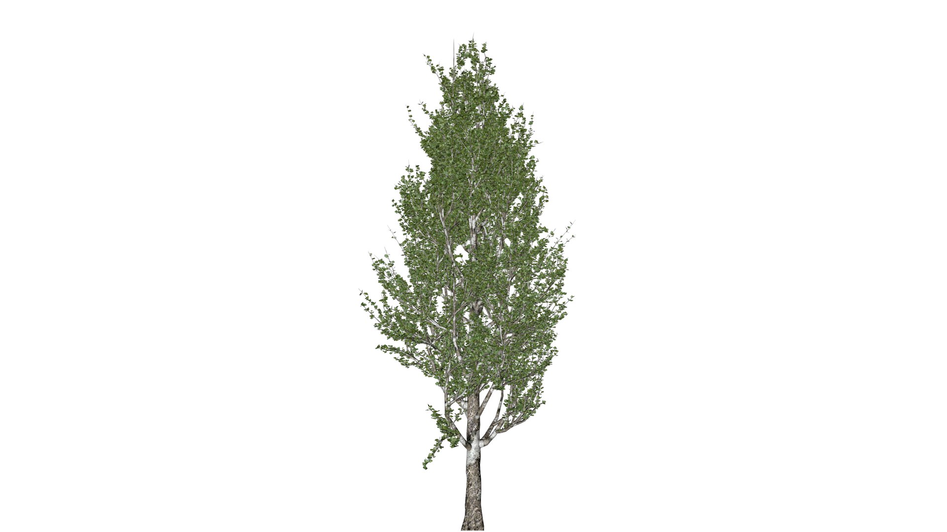 Lombardy Poplar Tree - 03 - 3D Model - TurboSquid 2376999
