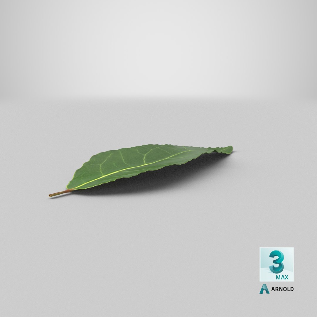 3D fresh laurel leaf https://p.turbosquid.com/ts-thumb/g3/QYcbRj/26/stemcell_max_arnold_render/png/1644825342/1920x1080/fit_q87/8e103712645aabedf050dc683ad7a15cf47cffa9/stemcell_max_arnold_render.jpg