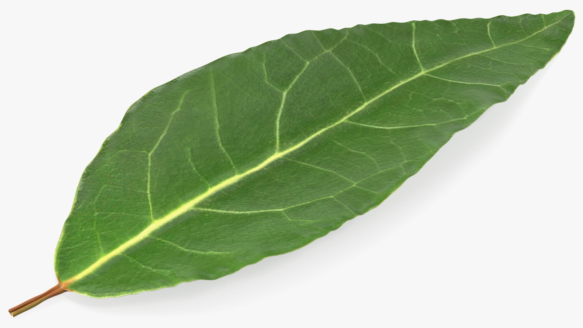 Fresh Laurel Leaf 3D model preview