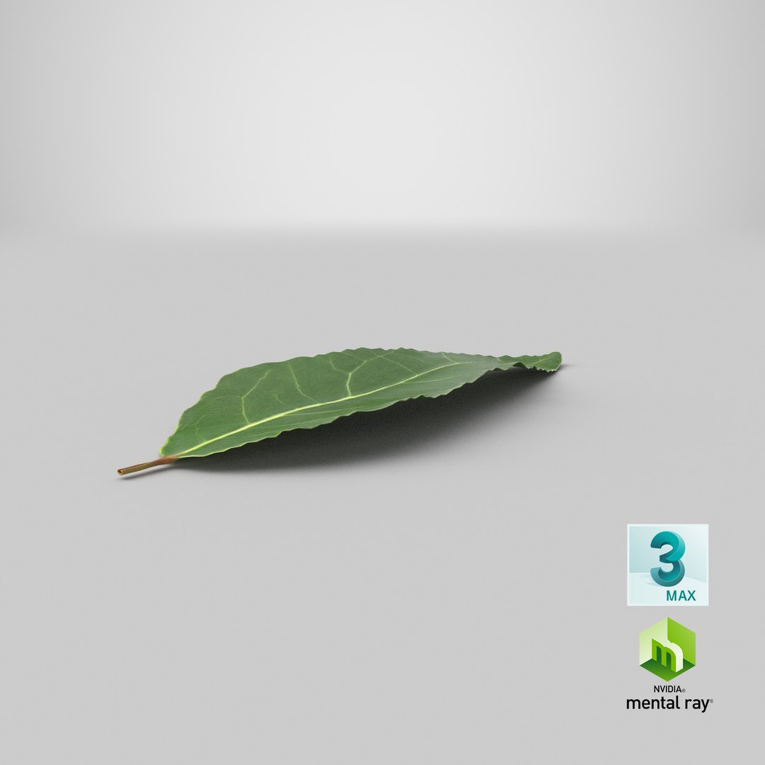 3D fresh laurel leaf https://p.turbosquid.com/ts-thumb/g3/QYcbRj/GF/stemcell_max_mental_ray_render/png/1644825344/1920x1080/fit_q87/e5c80dc0dc356ab1bddbec321c244293c22a48f0/stemcell_max_mental_ray_render.jpg