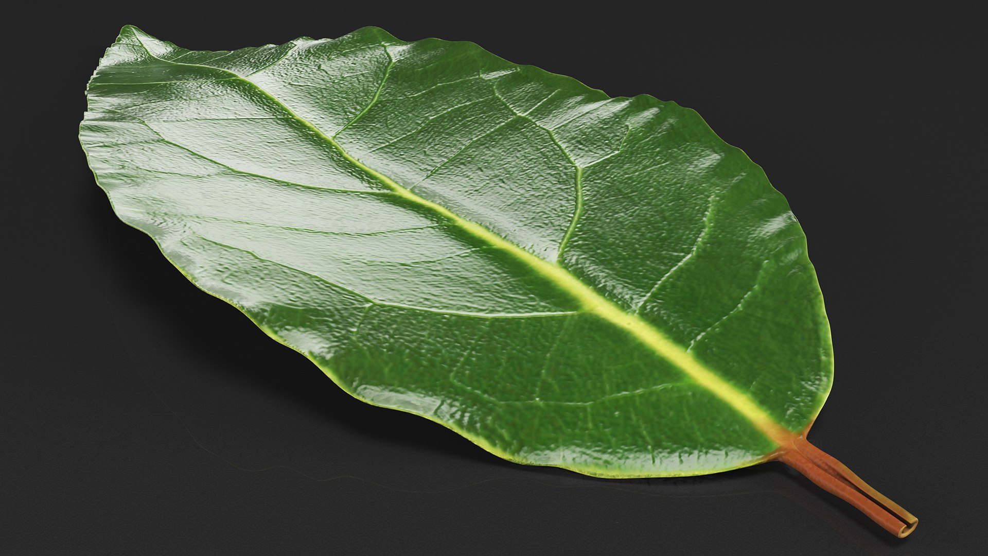 3D fresh laurel leaf https://p.turbosquid.com/ts-thumb/g3/QYcbRj/Pr/freshlaurelleafvray3dmodel004/jpg/1612030040/1920x1080/fit_q87/04916385c0b040c7be2946e0063f51d51132429d/freshlaurelleafvray3dmodel004.jpg
