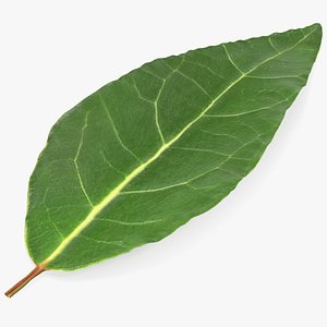 Fresh Laurel Leaf