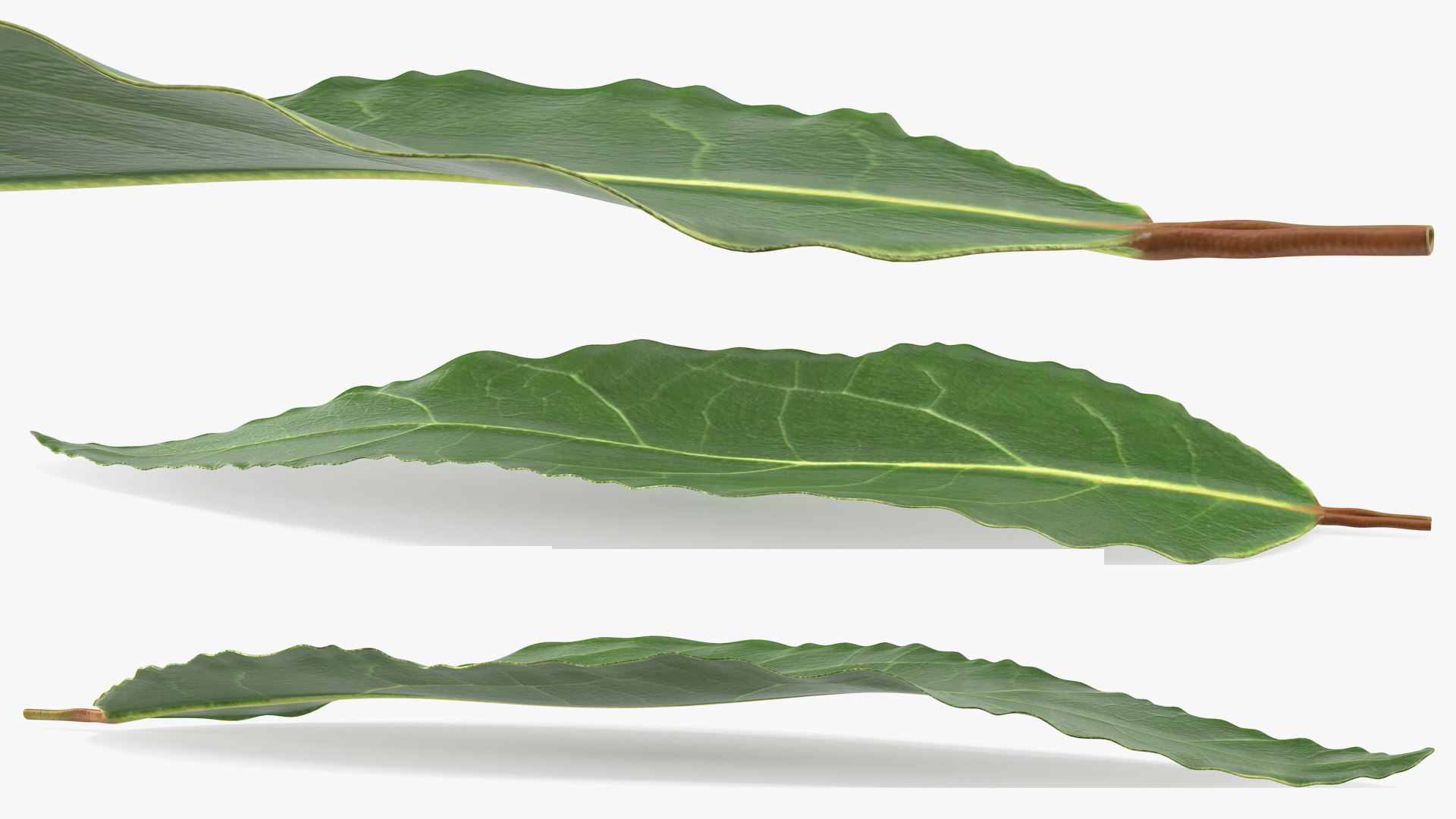 3D fresh laurel leaf https://p.turbosquid.com/ts-thumb/g3/QYcbRj/ZO/freshlaurelleafvray3dmodel006/jpg/1612030051/1920x1080/fit_q87/1113acdb805ab8bb2edf39f79384ea2e72ed4d84/freshlaurelleafvray3dmodel006.jpg
