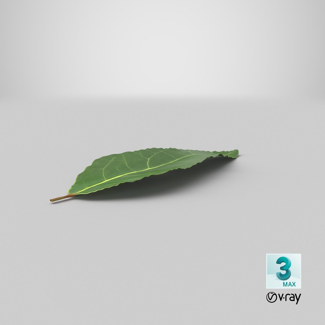 3D fresh laurel leaf https://p.turbosquid.com/ts-thumb/g3/QYcbRj/q3/stemcell_max_vray_render/png/1644825346/1920x1080/fit_q87/10e62f592c977a82a22d37ea7226aec358e8dd02/stemcell_max_vray_render.jpg