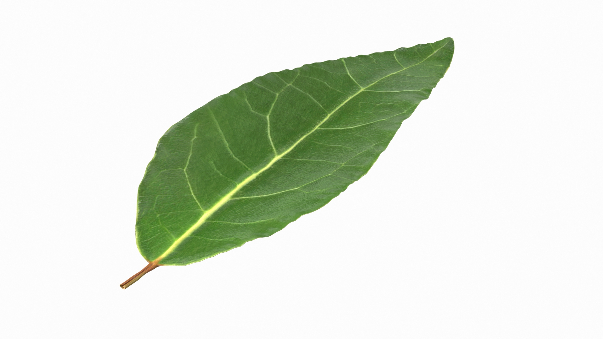 3D Fresh Laurel Leaf - TurboSquid 1685602