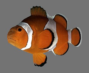 Clownfish