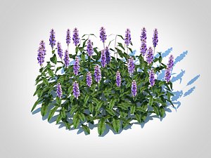 Ajuga Chocolate Chip  Bugleweed 3D model