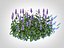 Ajuga Chocolate Chip  Bugleweed