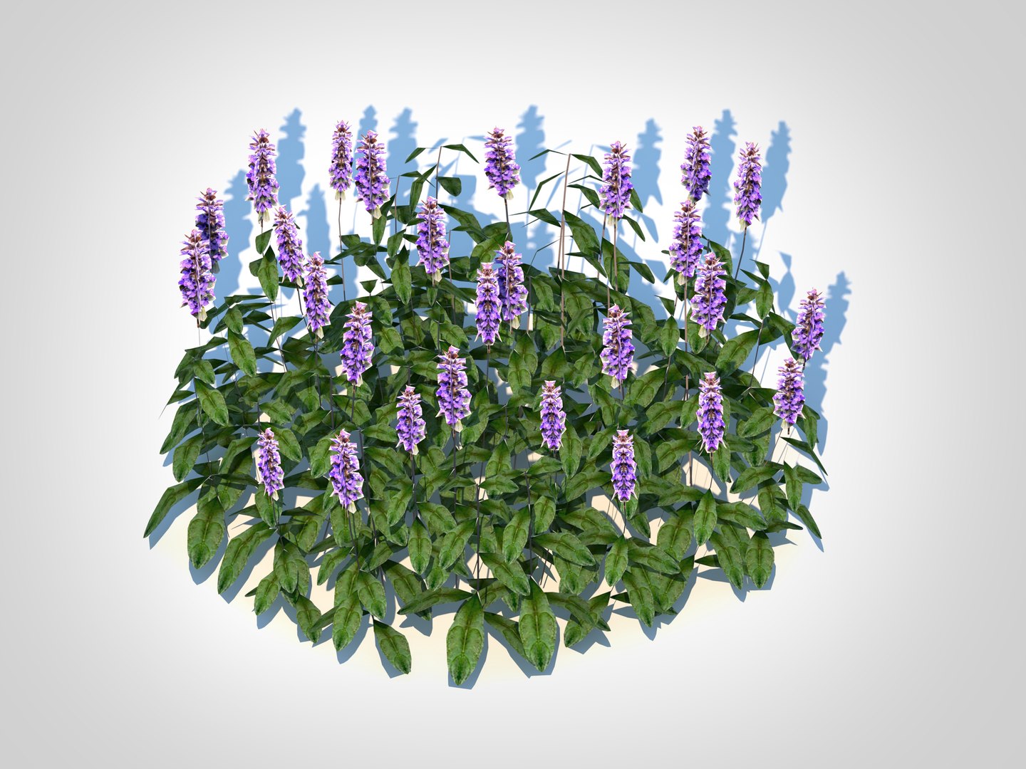Ajuga Chocolate Chip  Bugleweed 3D model https://p.turbosquid.com/ts-thumb/g3/btRF1m/8Q/2/jpg/1726057298/1920x1080/fit_q87/3a03f439daadf7aeaf6df481849343cb65b04c68/2.jpg
