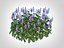 Ajuga Chocolate Chip  Bugleweed