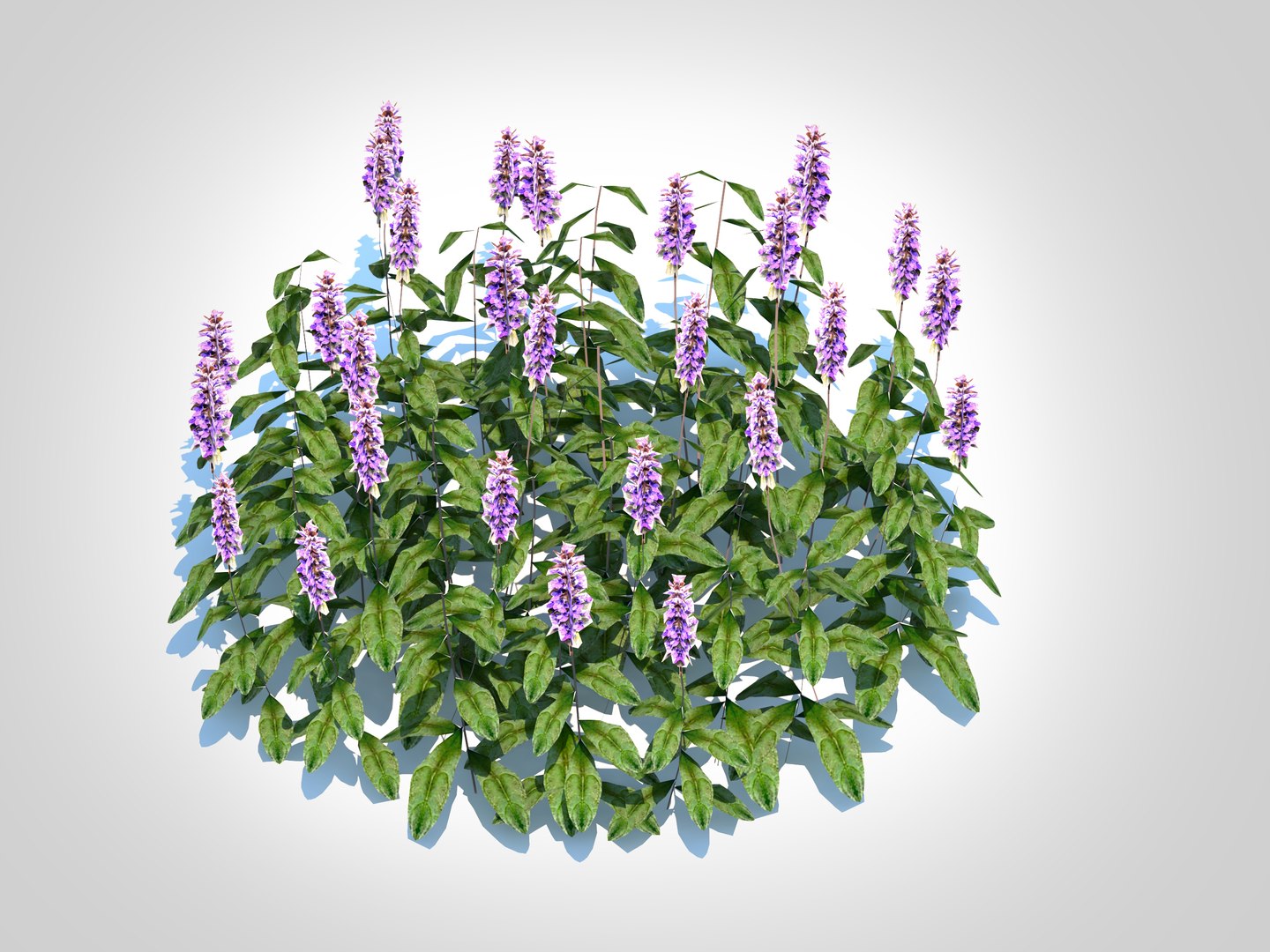 Ajuga Chocolate Chip  Bugleweed 3D model https://p.turbosquid.com/ts-thumb/g3/btRF1m/PH/6/jpg/1726057308/1920x1080/fit_q87/5c72ec786a2e6ad3dd0e9dedca212a1783fc6a28/6.jpg