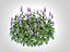 Ajuga Chocolate Chip  Bugleweed