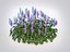 Ajuga Chocolate Chip  Bugleweed